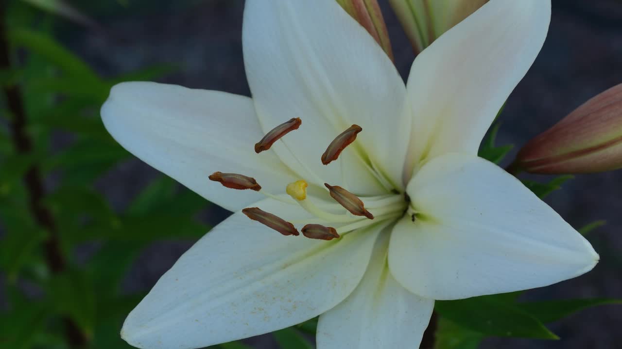 白色百合花在花园里的特写视频素材