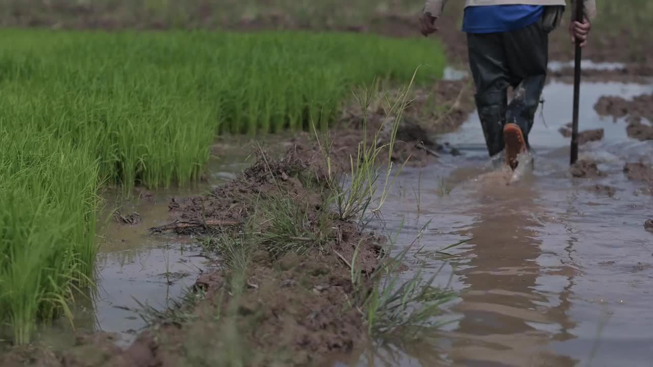 农民在被水淹没的稻田里种植水稻视频下载