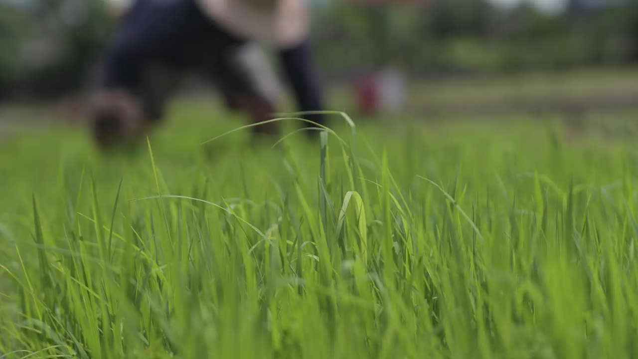 工人们正忙着在被淹的田地里种水稻。视频下载