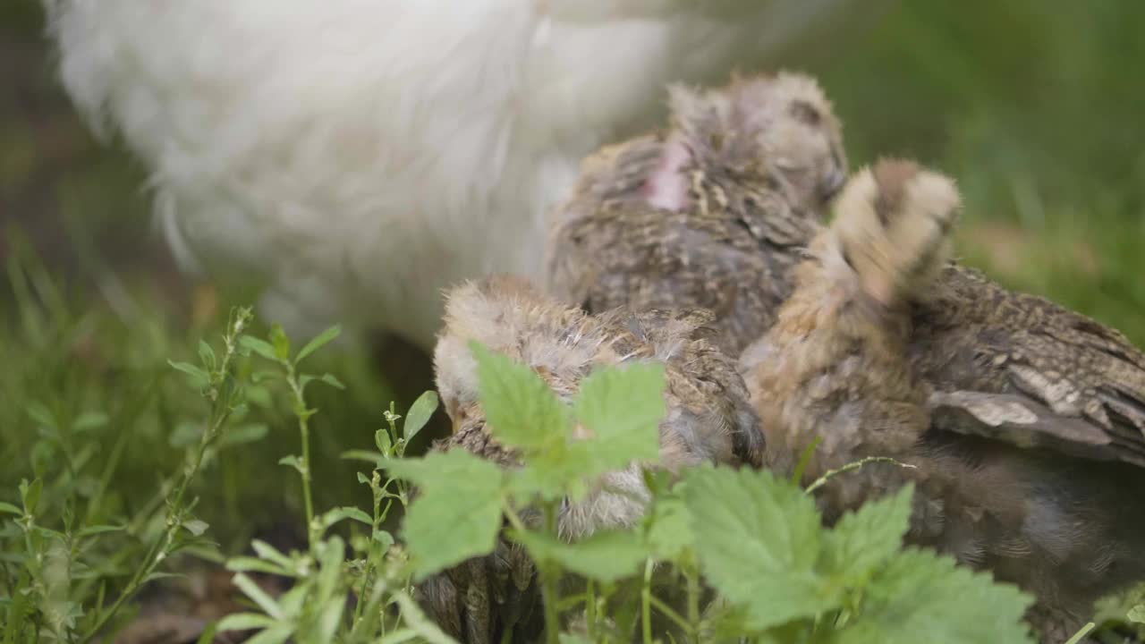 草地上的瑞典小矮人小鸡和母鸡。选择性对焦镜头视频素材