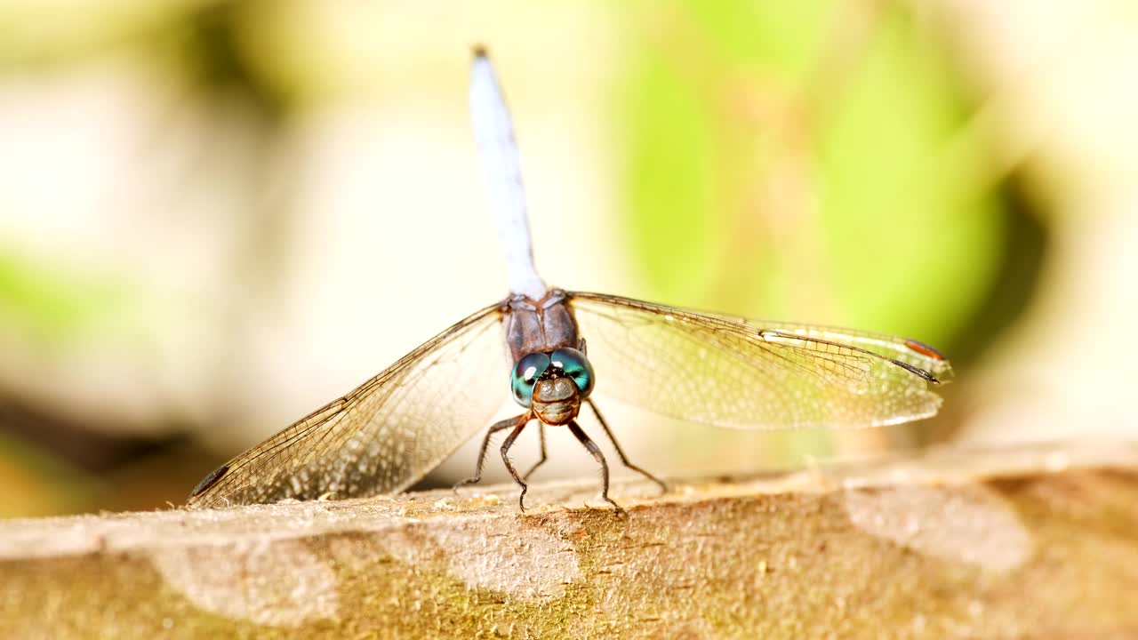 栖息蜻蜓Orthetrum luzonicum移动下颌骨的宏观正面镜头视频素材