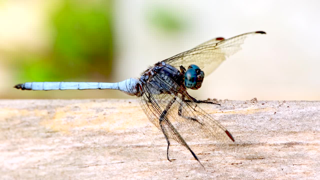 三色沼泽鹰蜻蜓Orthetrum luzonicum的侧面宏观视图视频素材