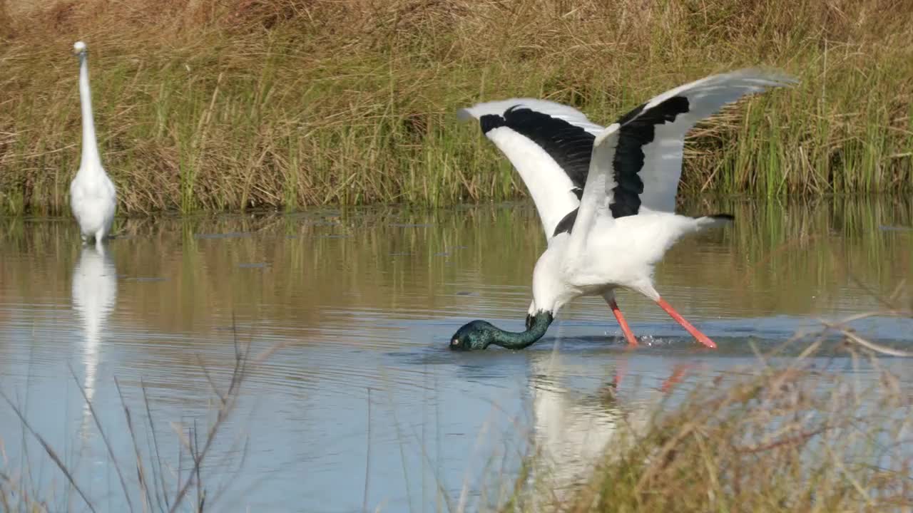 大鹳。视频素材