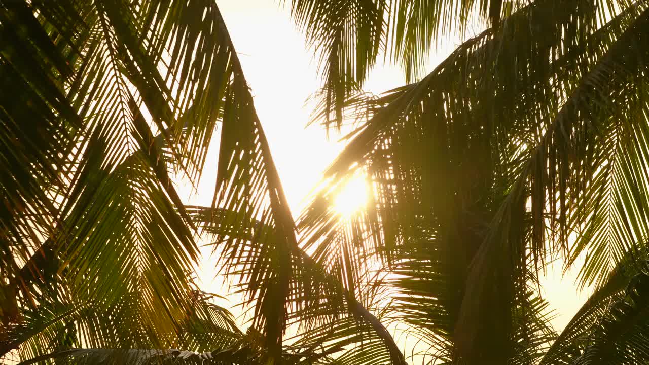 棕榈树的特写，阳光明媚的夏天。戏剧性的彩色海洋剪影天空。视频素材