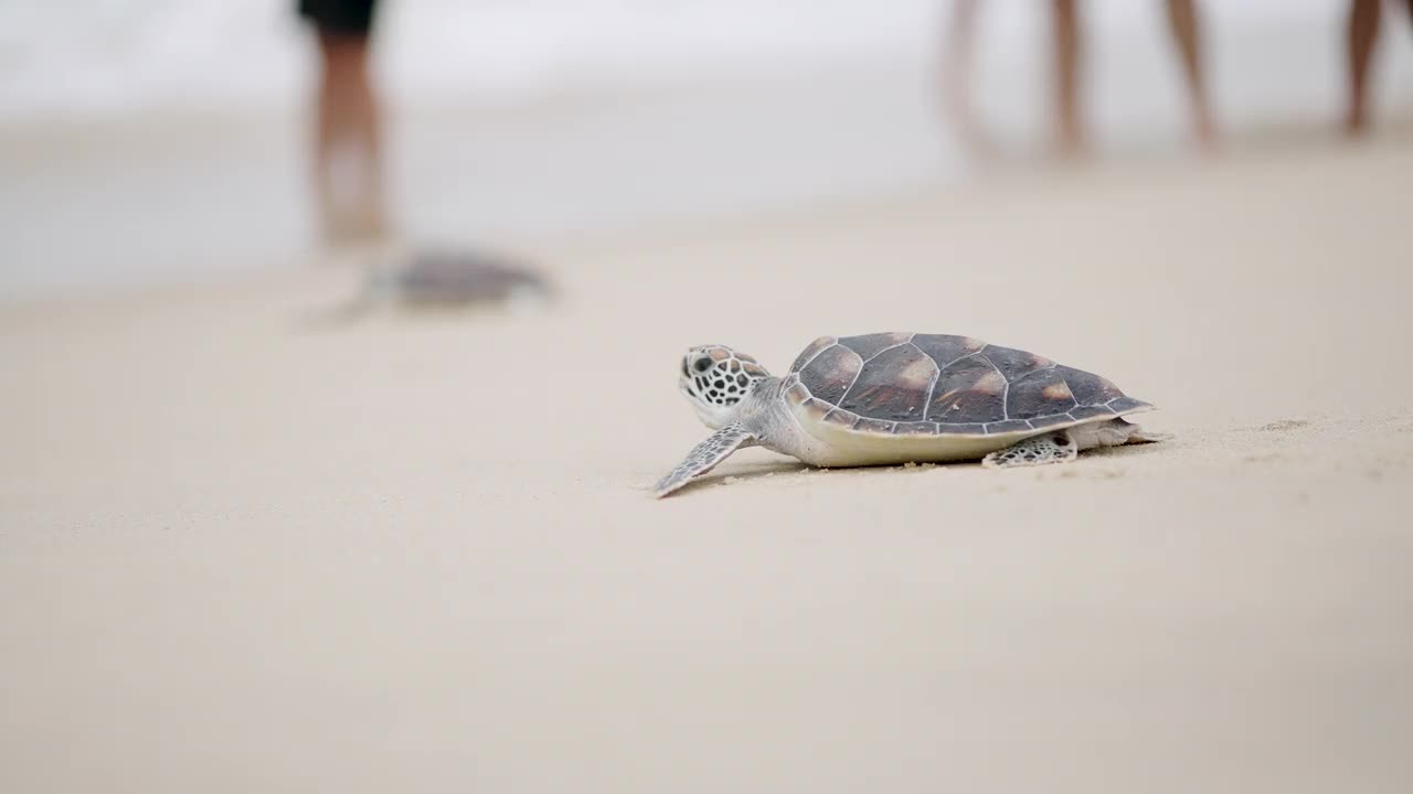 从沙滩到海水中孵化的海龟。视频下载