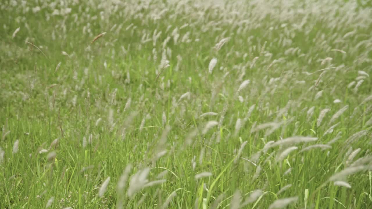 银色的草花在风中飞舞。草地视频下载