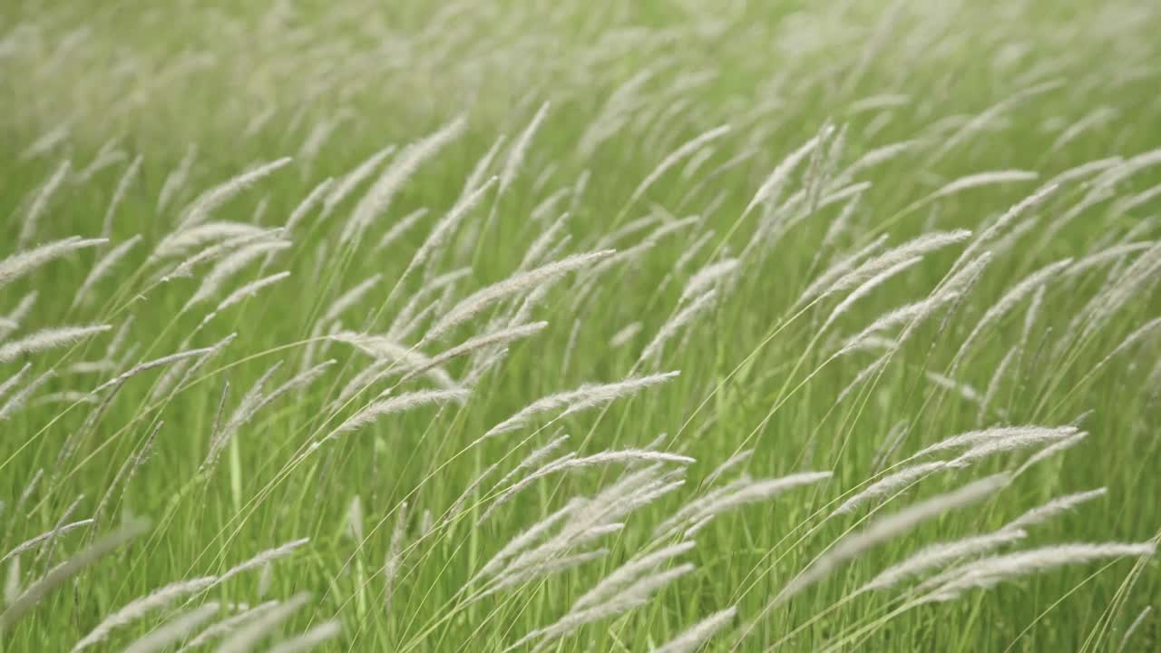 银色的草花在风中飞舞。草地视频素材