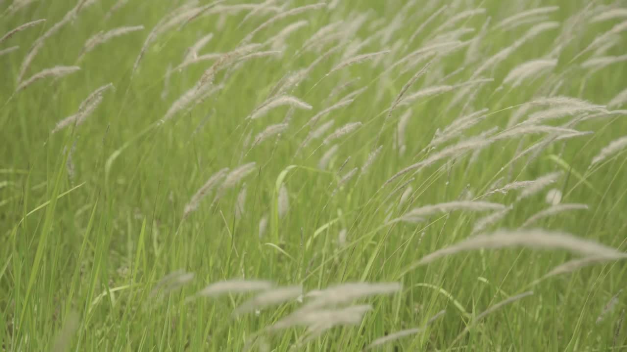 银色的草花在风中飞舞。草地视频素材