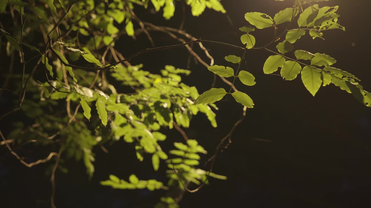 树叶与路灯一起点亮了夜晚视频素材