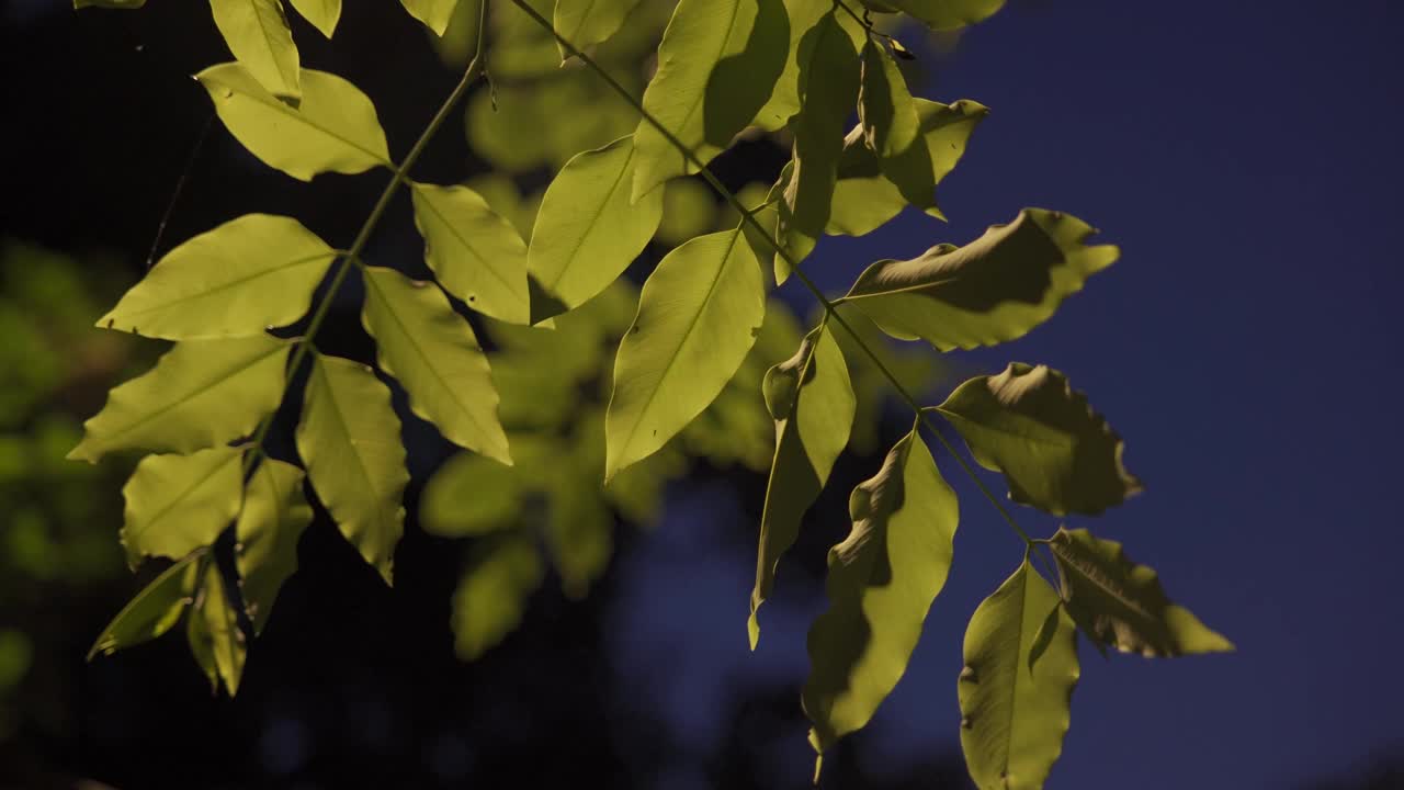 树叶与路灯一起点亮了夜晚视频素材