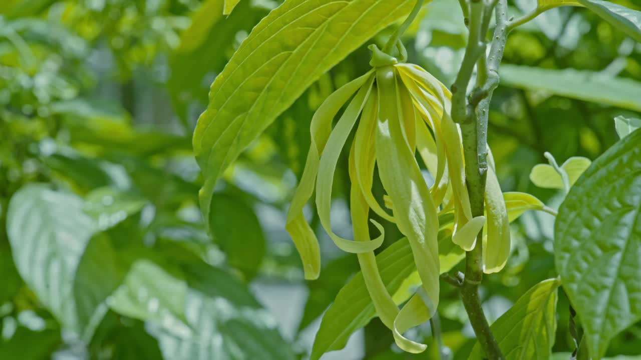 加南加多萝塔花与树叶和自然背景。视频下载