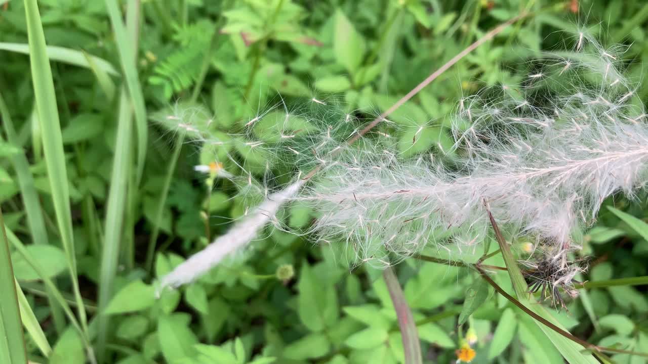 草花籽随风飘动。播撒种子的过程。视频下载