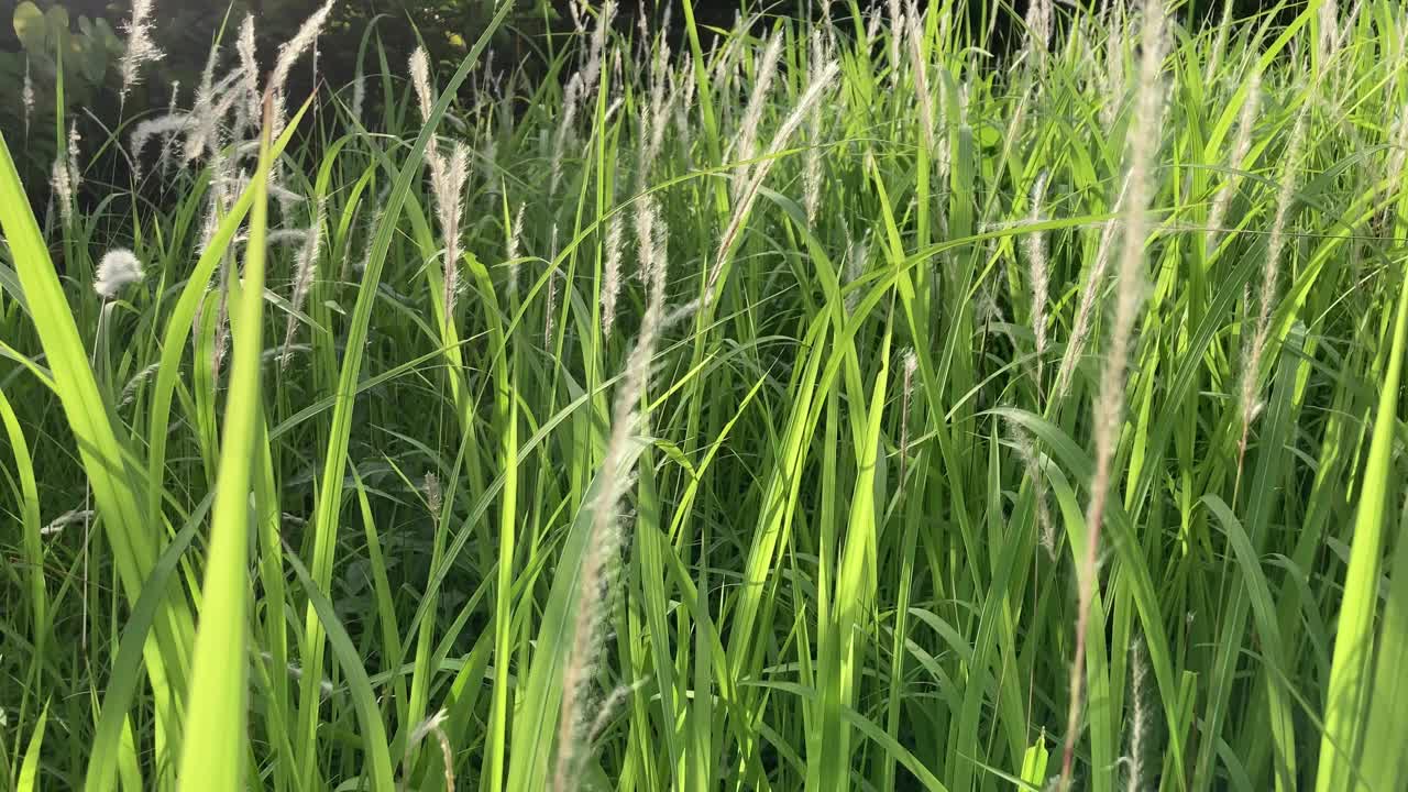 银色的草花在风中飞舞。草地视频素材