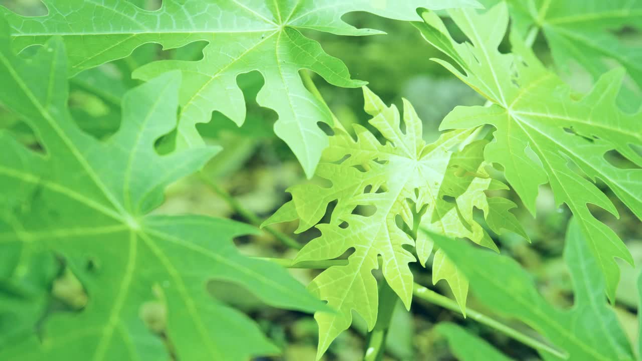 小木瓜树叶在风中飘扬视频下载