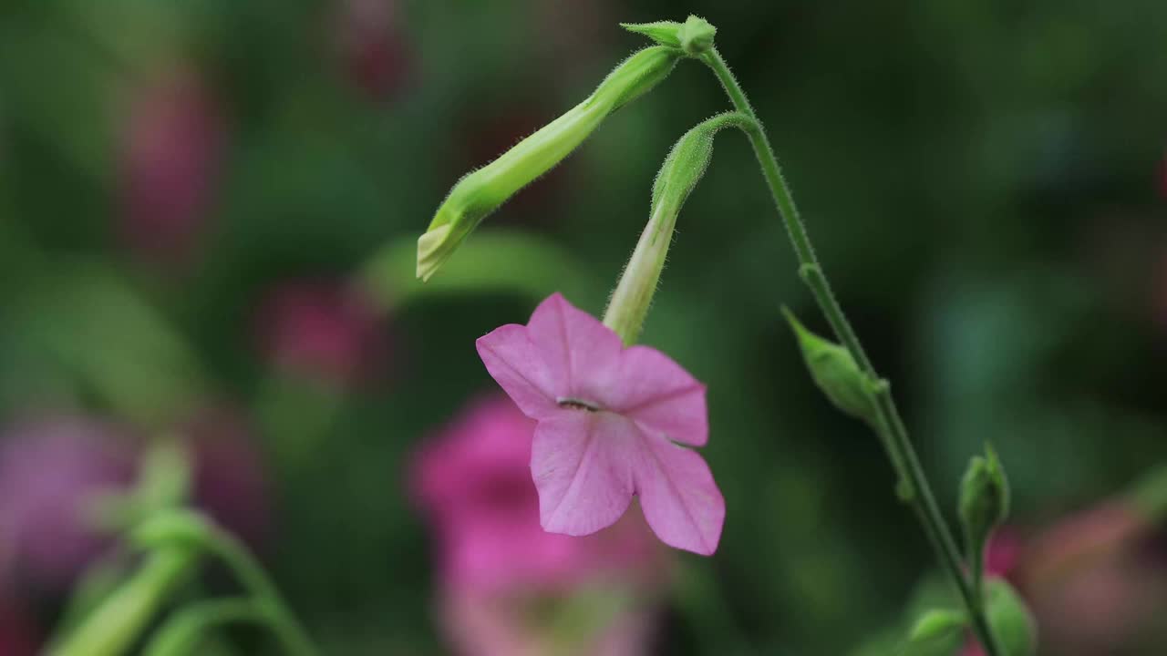 牵牛花视频下载