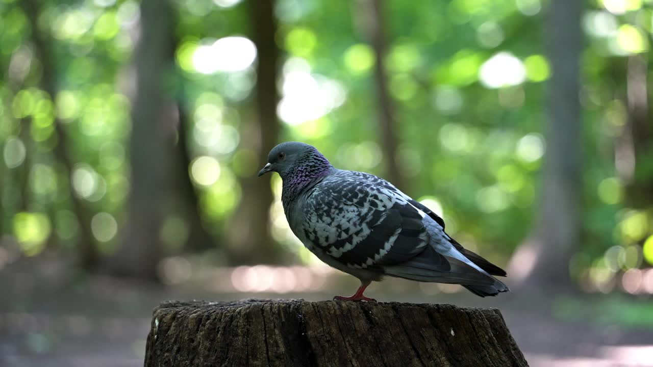 在郁郁葱葱的夏日森林里，一只孤独的鸽子栖息在树桩上视频素材