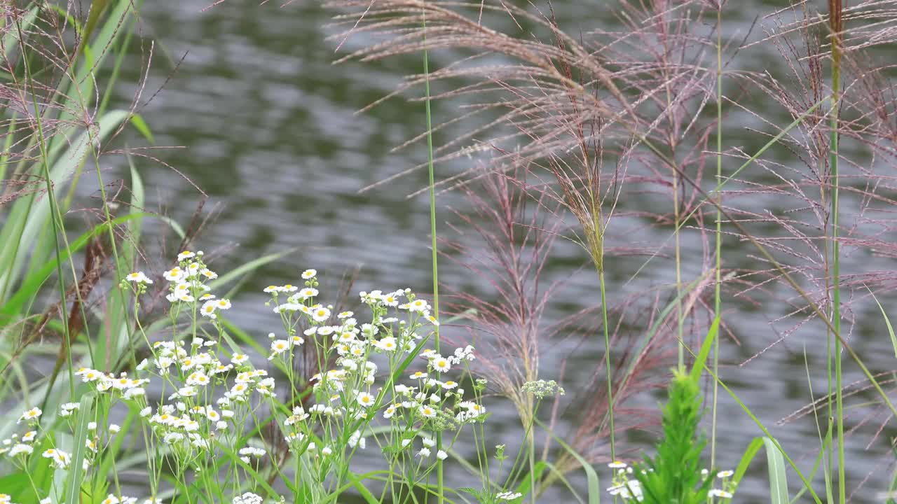 池塘边的野花视频下载