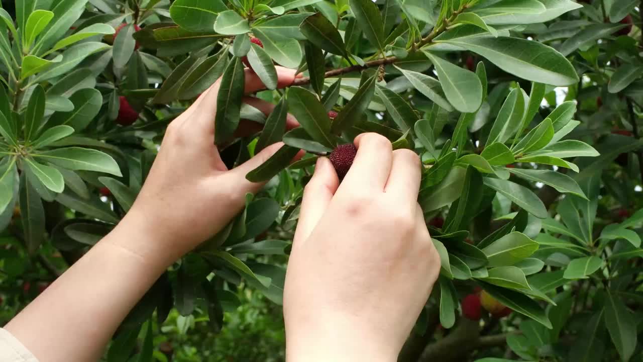 一个女人正在摘杨梅视频下载