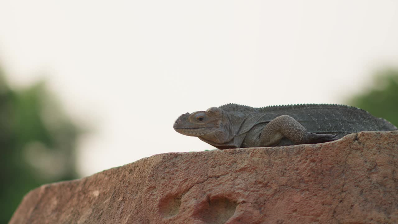 亚洲水监测蜥蜴或biawak, Varanus salvator，坐在平坦的大岩石上，背景模糊视频素材