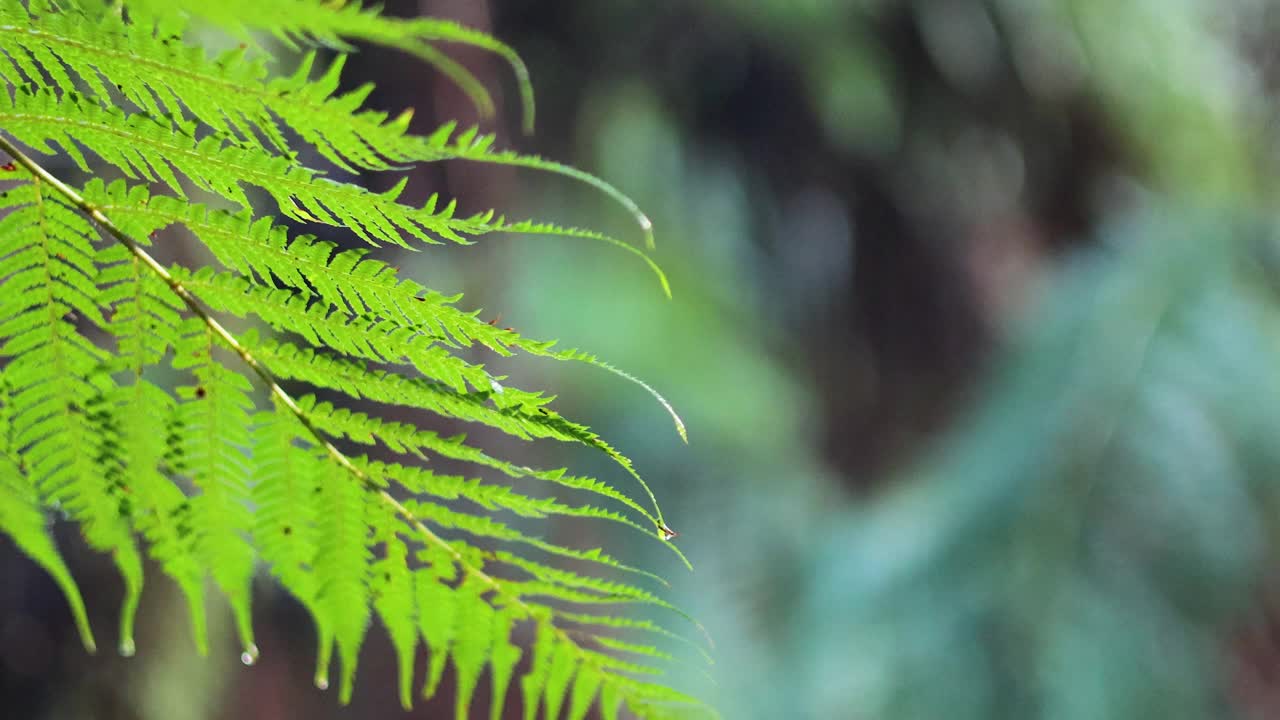 在雨林散步的蕨类叶子视频素材