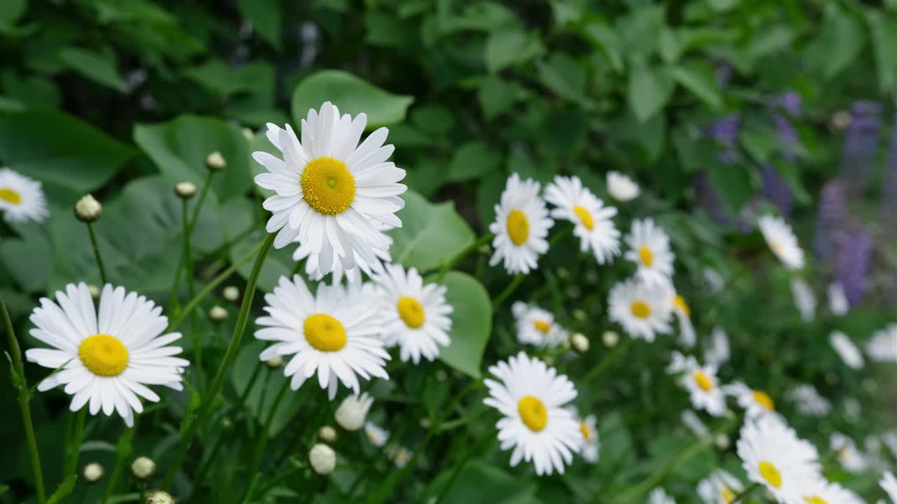 盛开的洋甘菊特写。视频下载