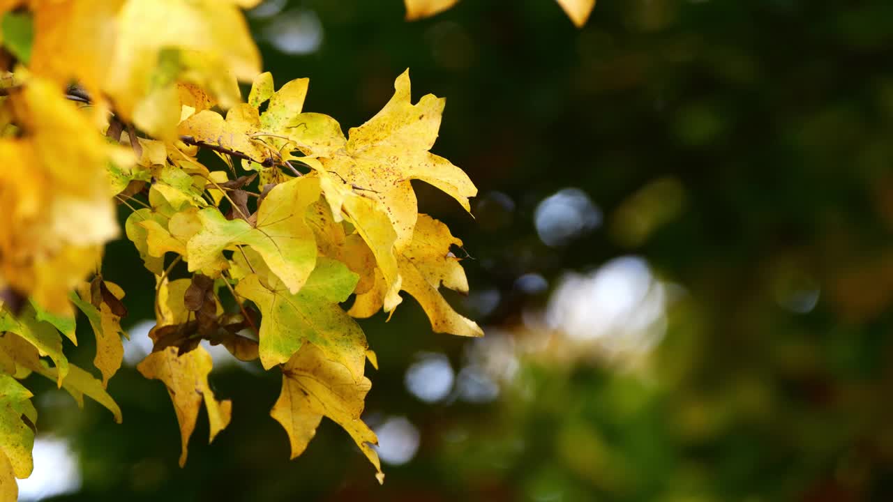 黄色琥珀树枝的特写在秋天孤立在边缘模糊散景光背景，落叶细枝在慢动作风与闪亮的灯光视频下载