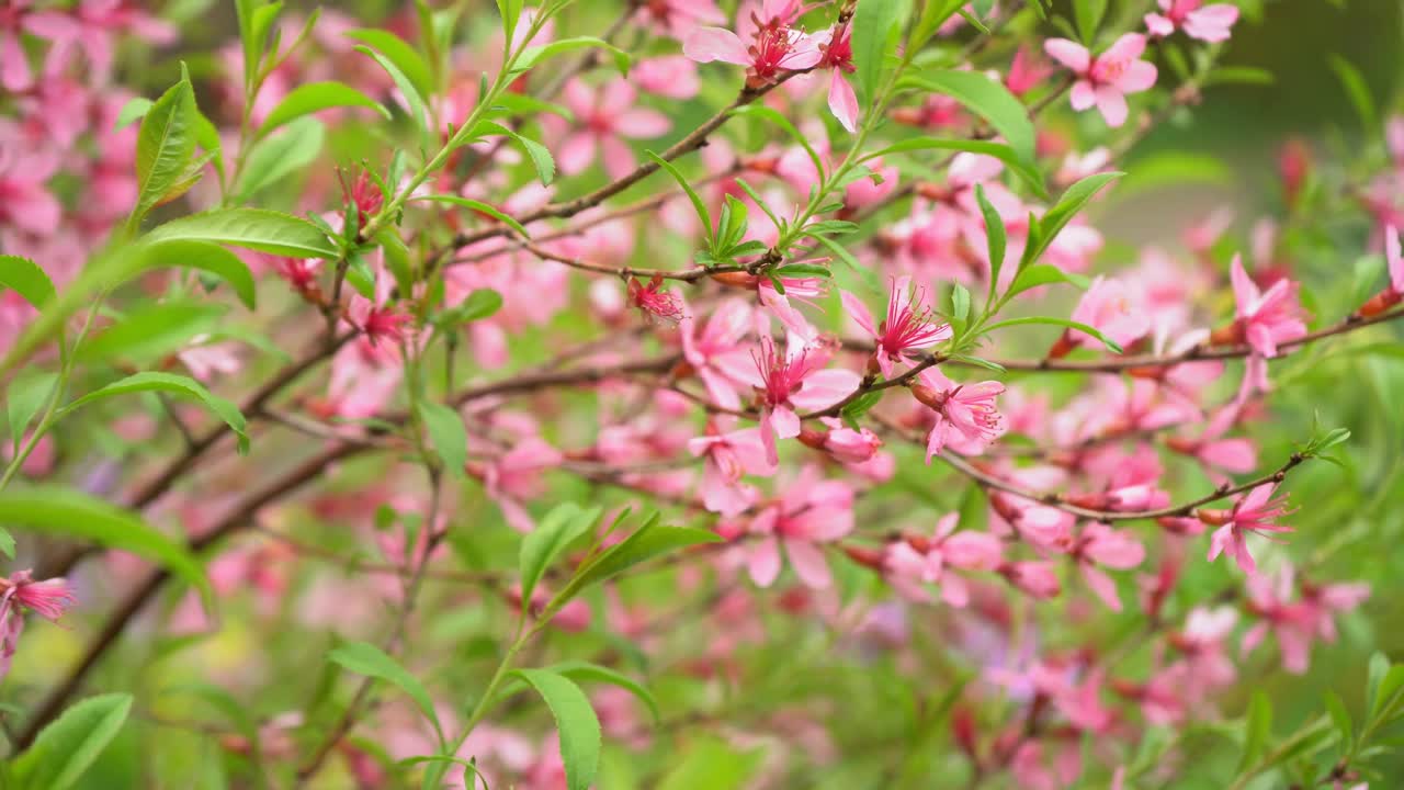 杏树粉花视频下载