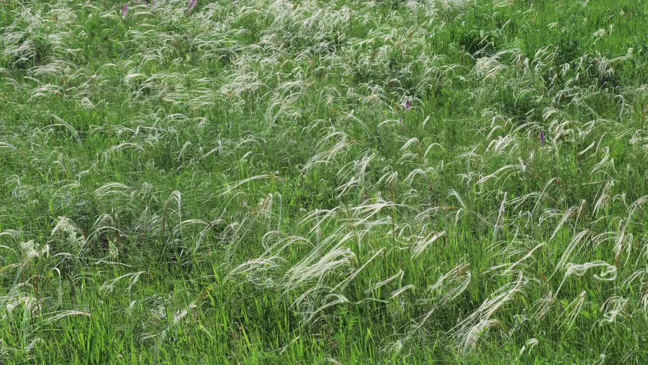 繁茂的羽毛草田野视频下载