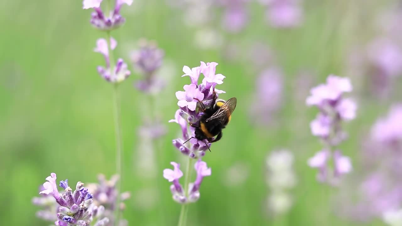 薰衣草花上的条纹大黄蜂，特写视频素材