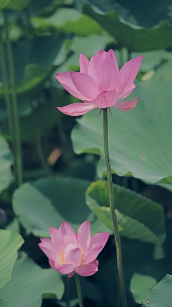 荷花随风摇曳视频素材