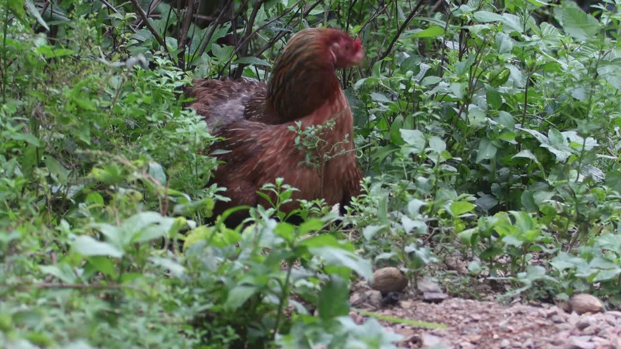 母鸡视频下载