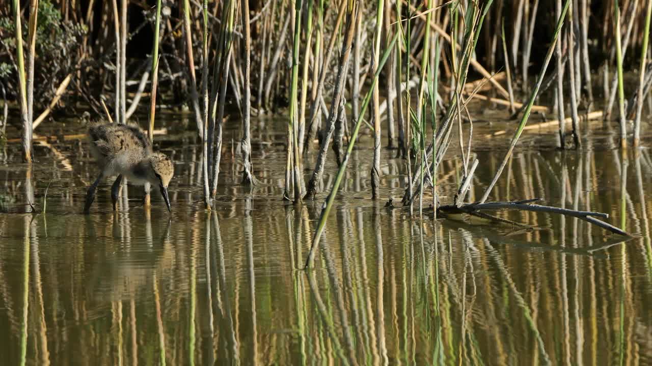 喂食黑翅高跷雏鸟(Himantopus Himantopus)，卡马尔格，法国视频素材