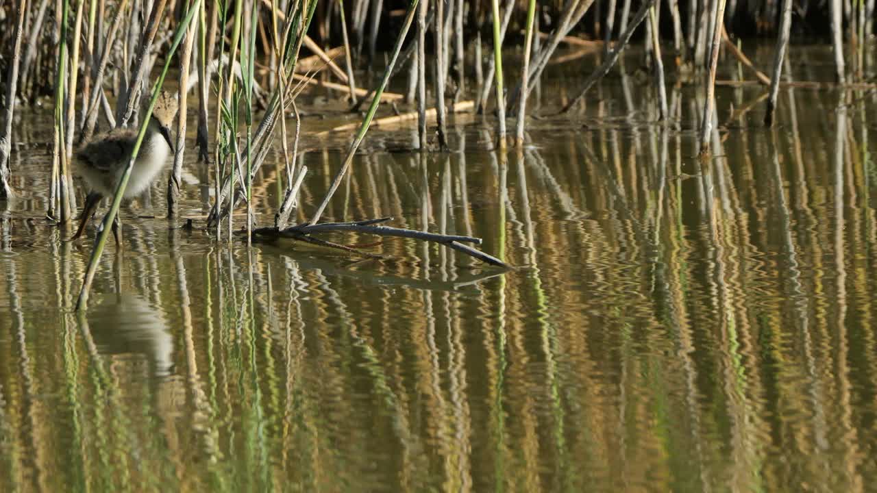 喂食黑翅高跷雏鸟(Himantopus Himantopus)，卡马尔格，法国视频素材