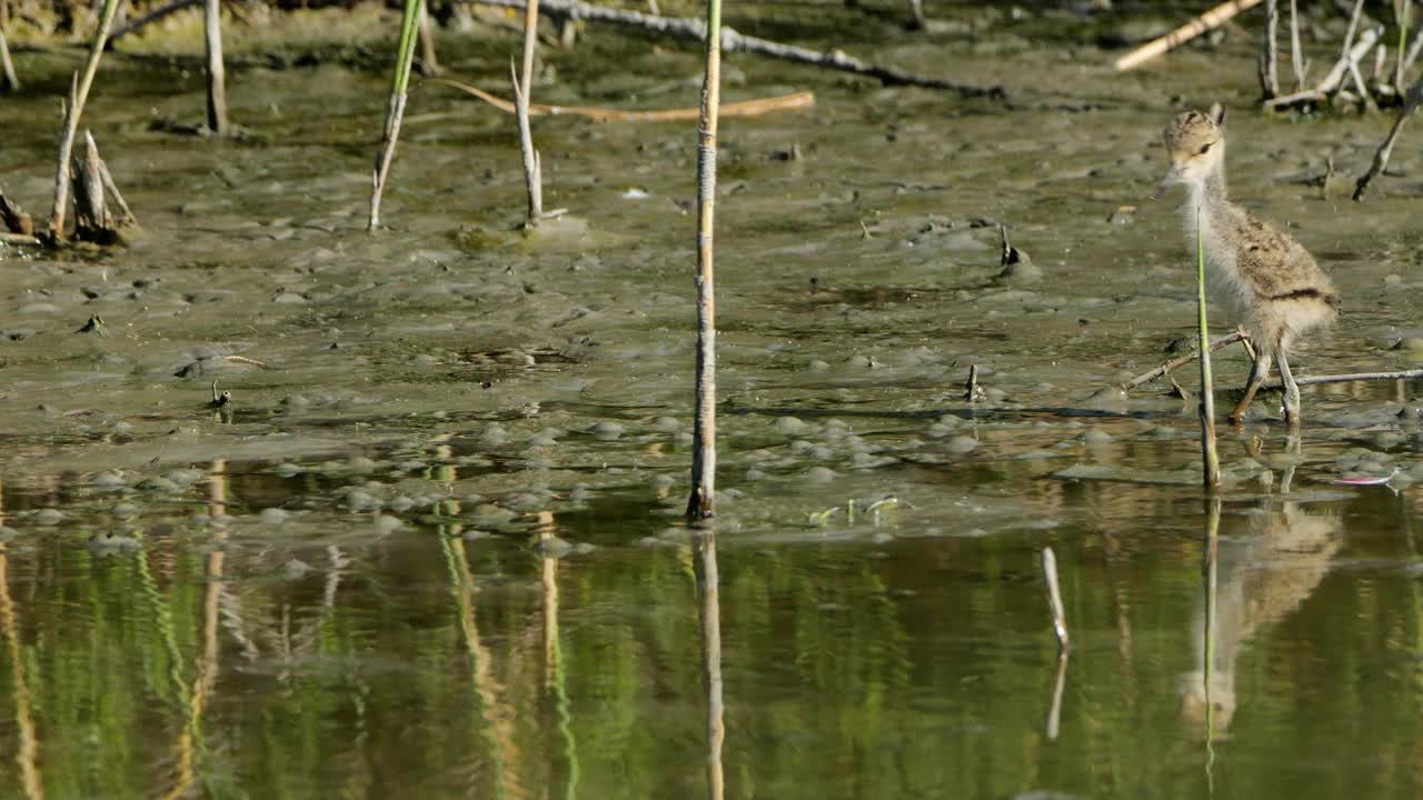 喂食黑翅高跷雏鸟(Himantopus Himantopus)，卡马尔格，法国视频素材