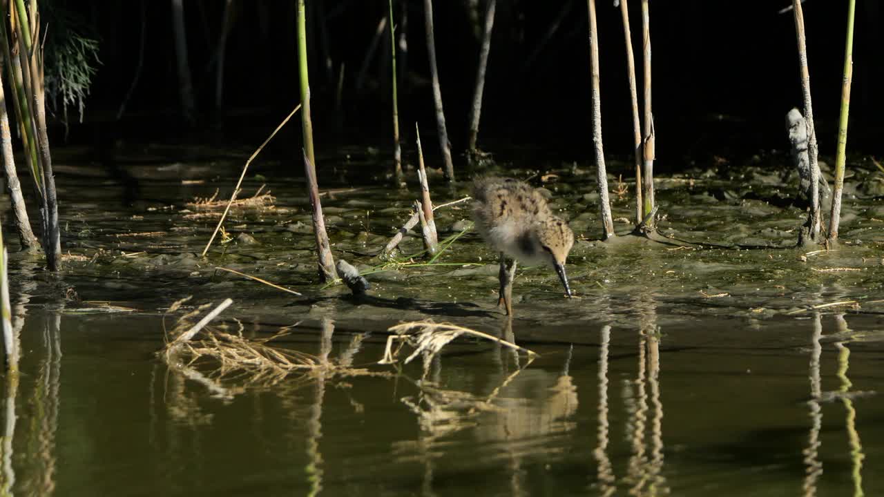 喂食黑翅高跷雏鸟(Himantopus Himantopus)，卡马尔格，法国视频素材