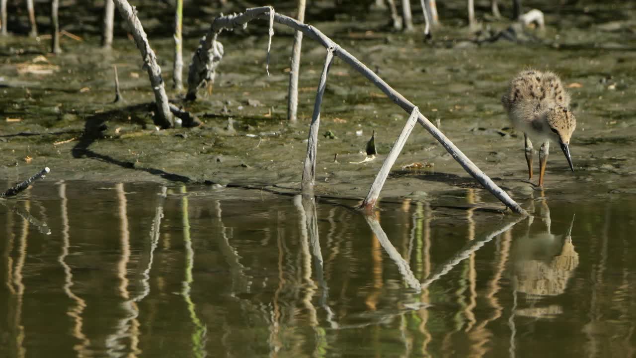 喂食黑翅高跷雏鸟(Himantopus Himantopus)，卡马尔格，法国视频素材