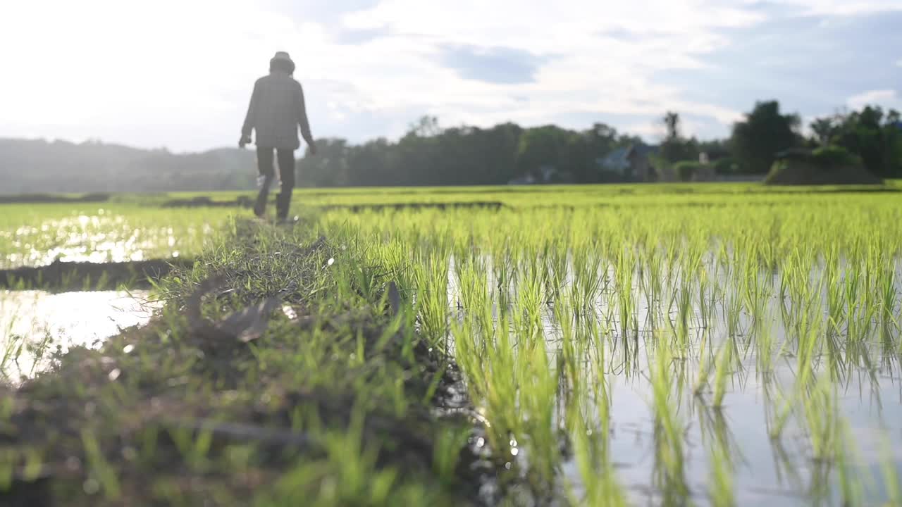 一个穿着胶靴的农民大步穿过稻田，在稻田里郁郁葱葱的水稻种植地中，体现了农业的概念。视频下载