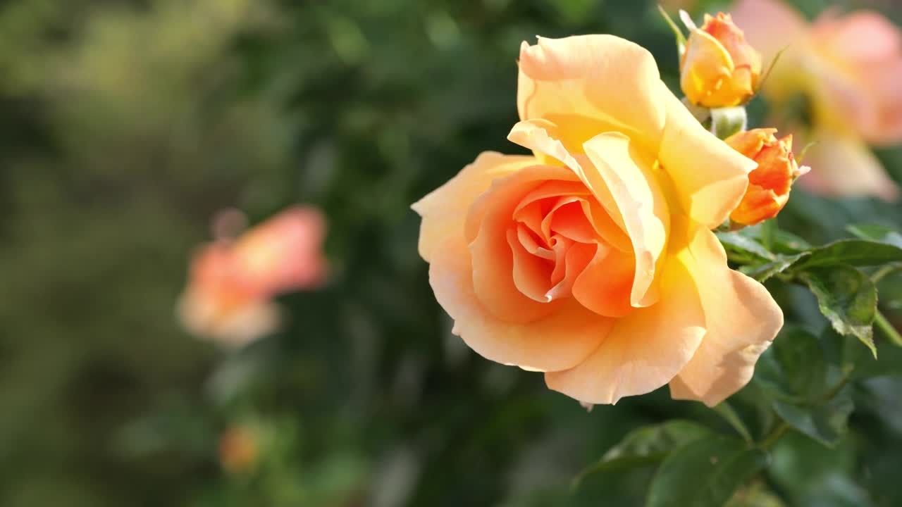 特写一个美丽的橙色盛开的玫瑰花与芽孤立在模糊的绿色背景在慢动作风，自然花园的场景视频下载