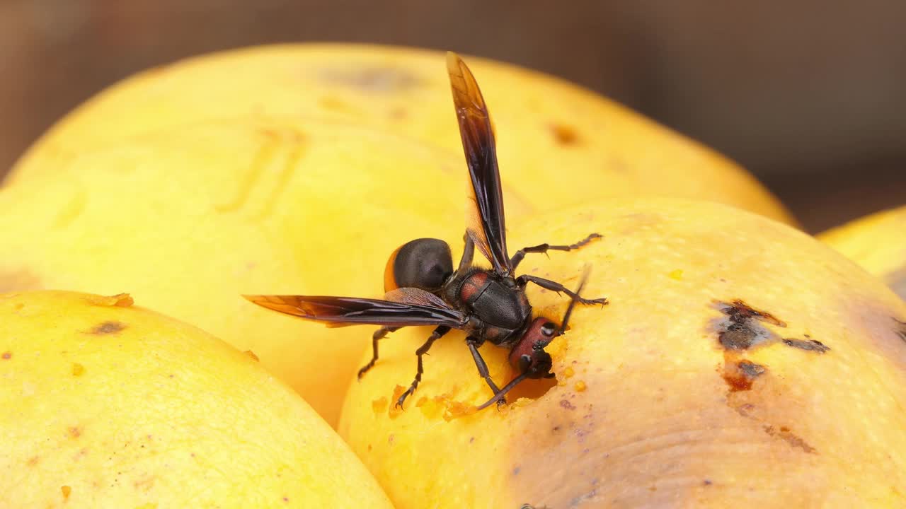黄蜂在吃一个甜芒果。视频下载
