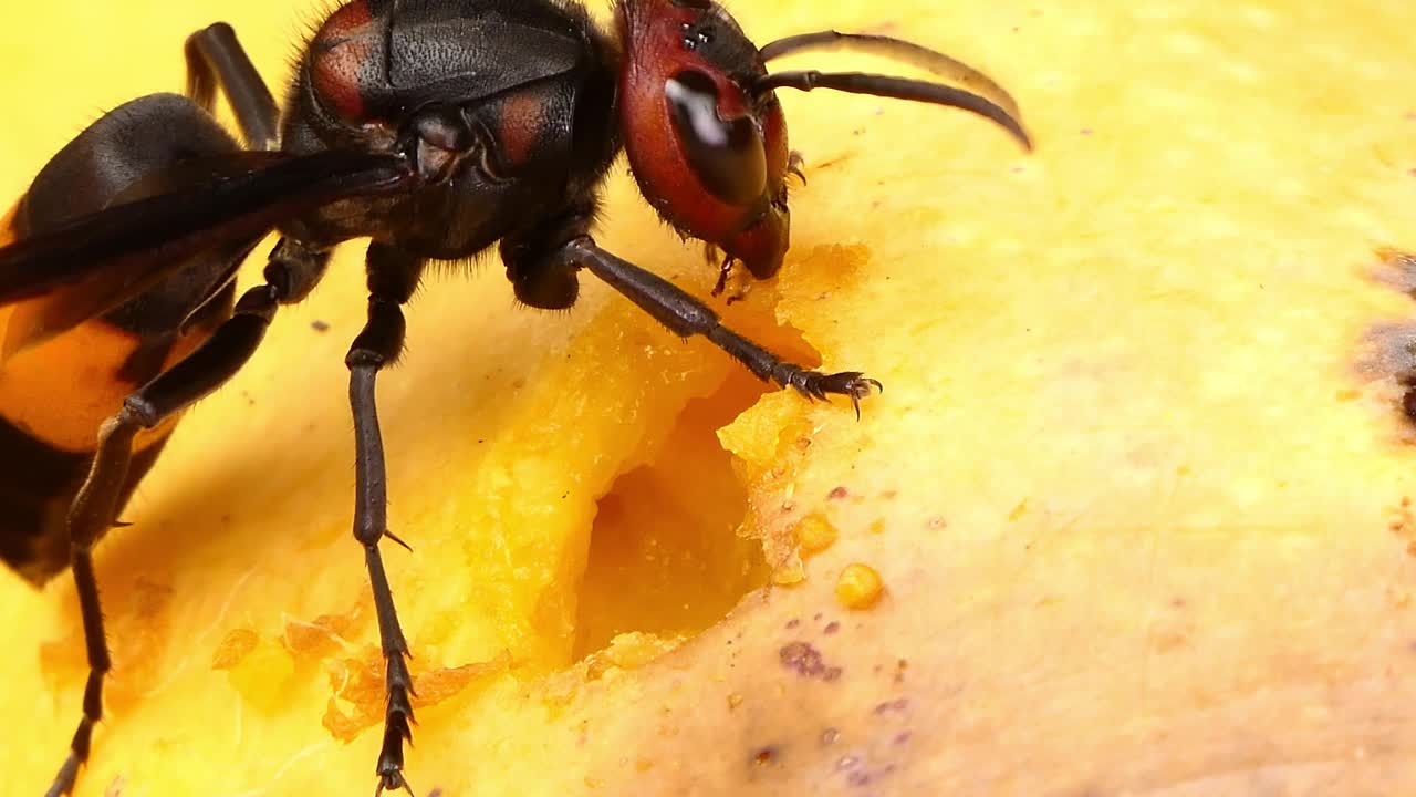 黄蜂在吃一个甜芒果。视频下载