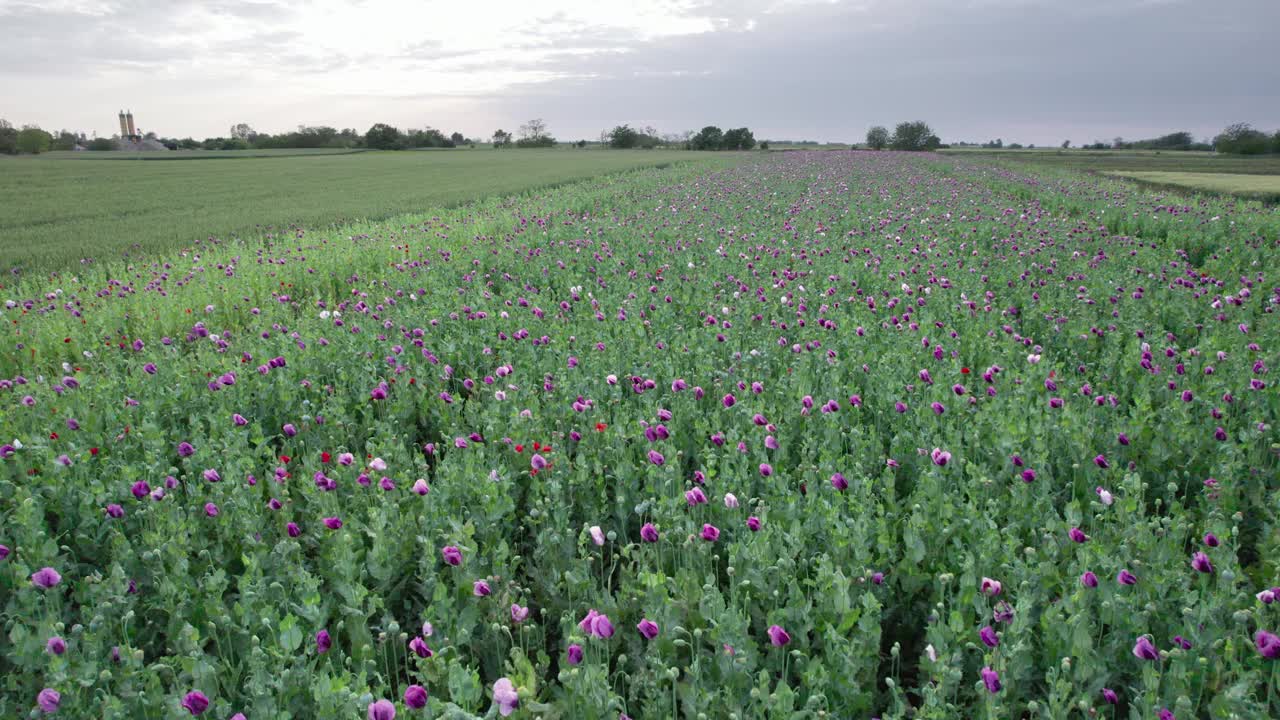 鸟瞰田野里的紫色罂粟花(Papaver somniferum)视频素材