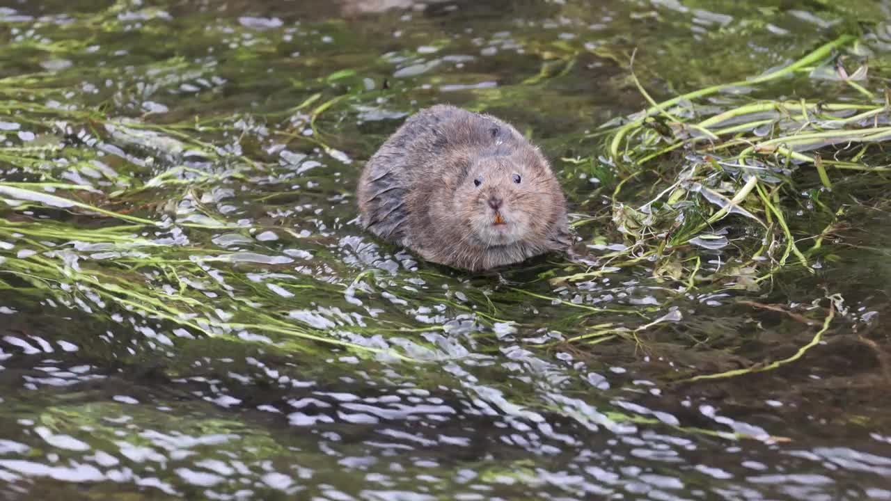 水田鼠视频下载