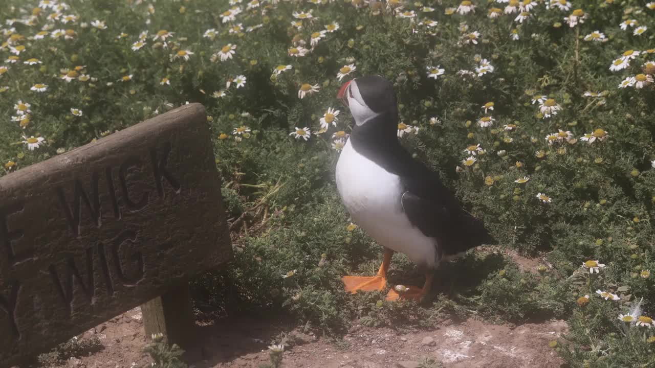 角嘴海雀视频素材