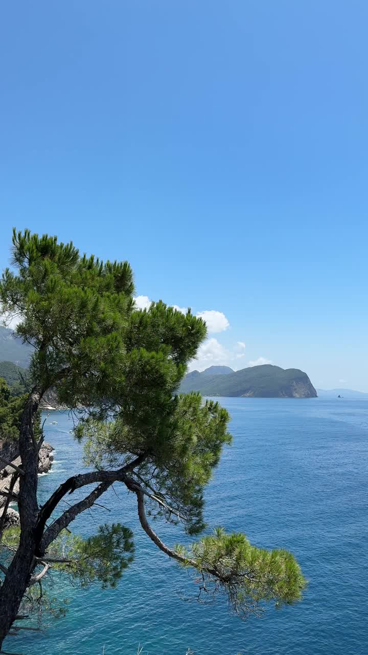 蓝色的海和松树在黑山的岩石海岸，垂直视频视频素材