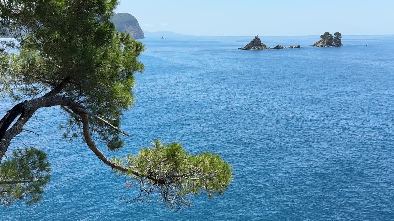 夏天蓝色海面上的松树视频素材