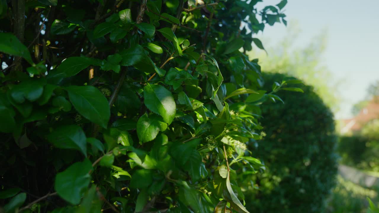 一名男子小心翼翼地用电动剪刀修剪郁郁葱葱的绿色树篱。视频素材