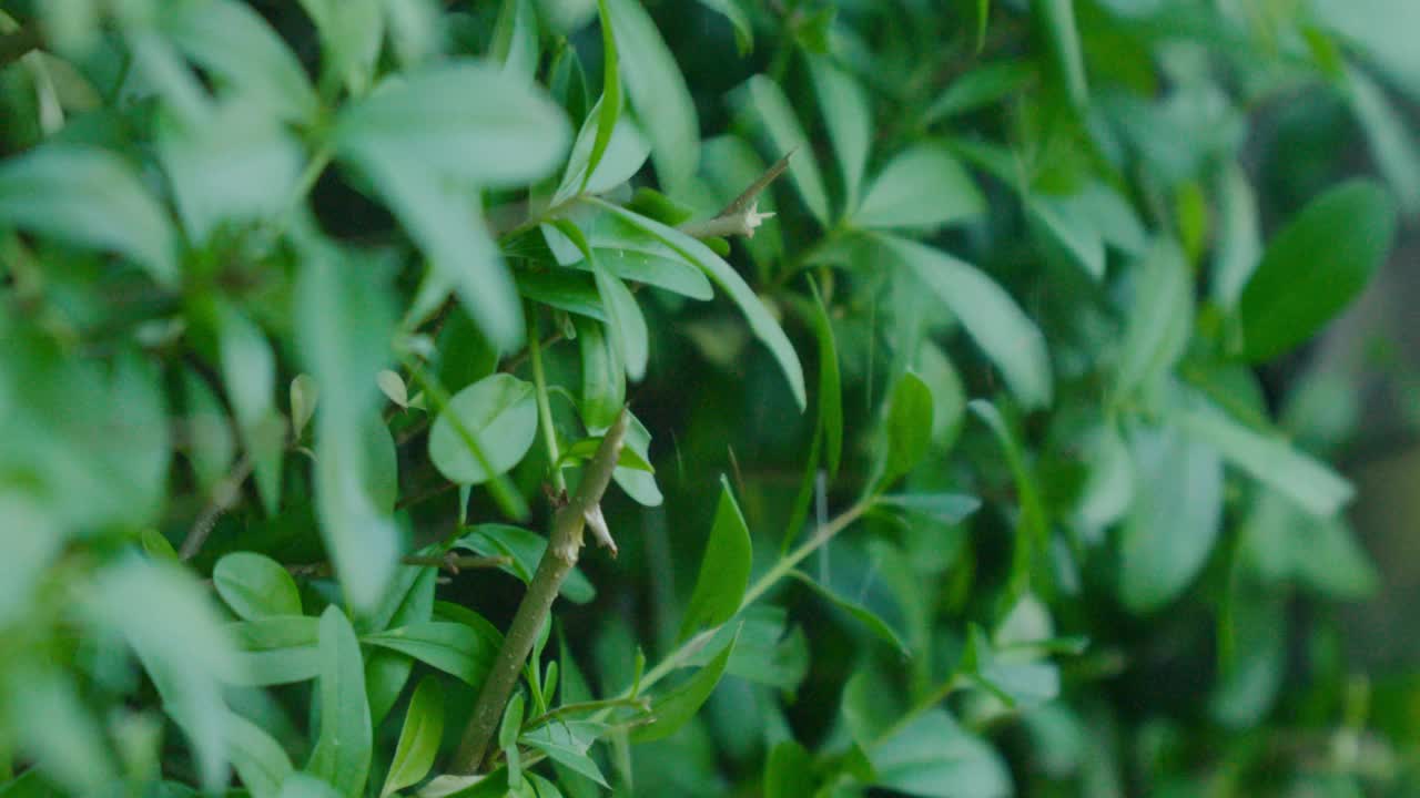 慢镜头中，园丁用电动剪刀修剪浓密的绿色树篱。细节。视频素材