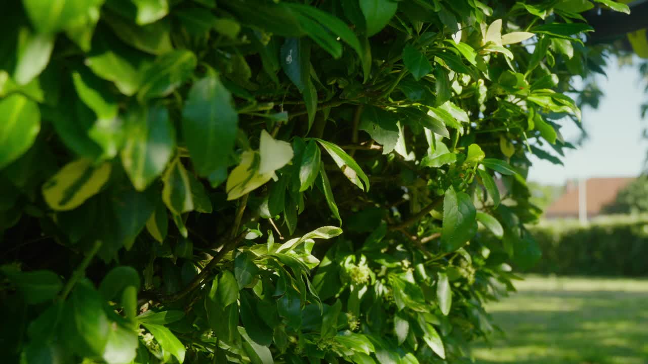 修剪整齐的花园树篱正在用电动剪刀修剪。特写镜头。视频素材