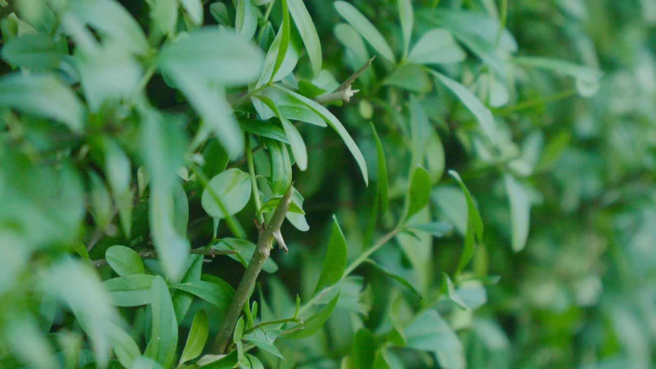 近景:花园中新鲜修剪的郁郁葱葱的绿篱。视频素材