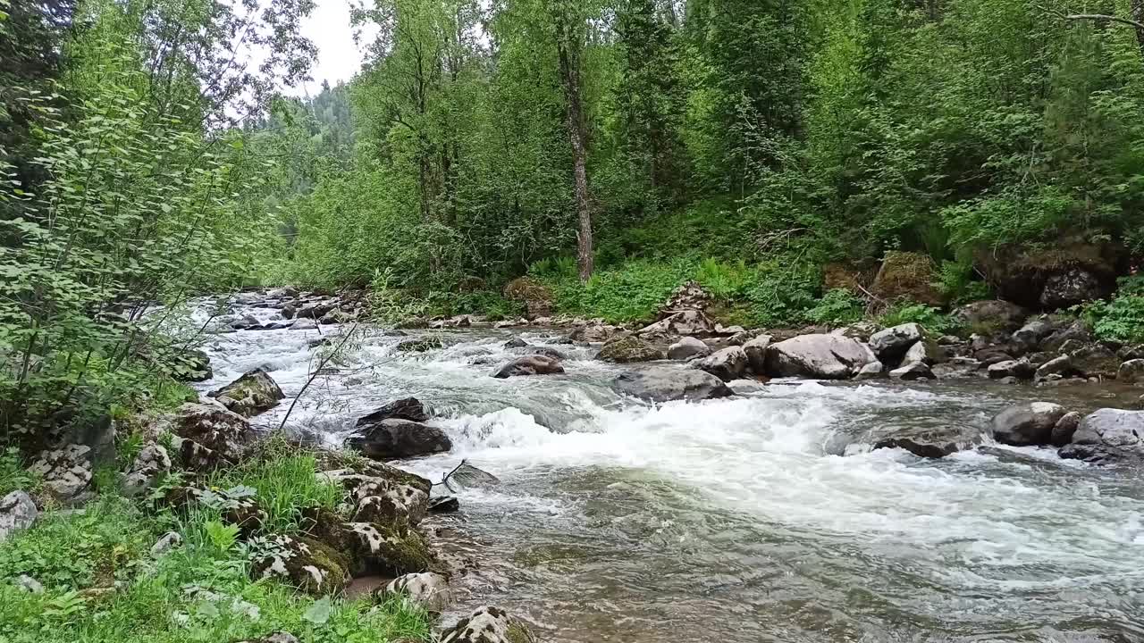 阴天里，一条美丽的山河在湍急的溪流中流经夏日森林，从山河的低岸眺望。视频下载